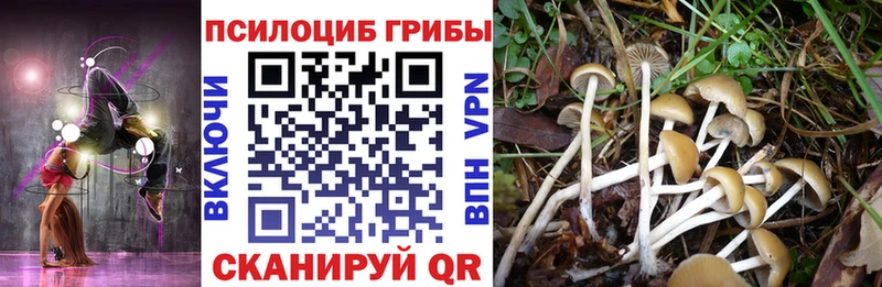 где продают   Керчь  Псилоцибиновые грибы GOLDEN TEACHER 